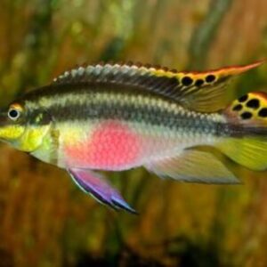Kribensis 3-4cm