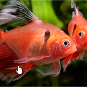 Tetra Mato Grosso Veú 1-3cm