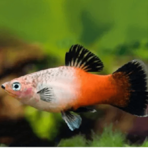 Plati Tricolor 2-4cm