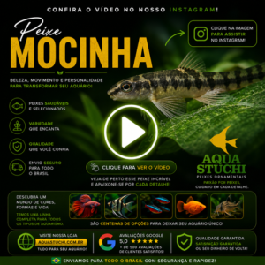 Mocinha 2-4cm