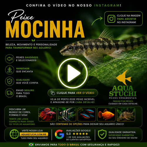 Mocinha 2-4cm