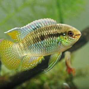 Curviceps 3-5cm