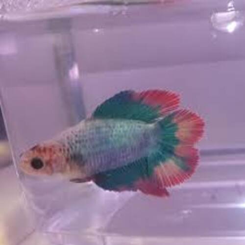 Betta Fêmea Cauda Dupla 2-3cm 1 Betta Fêmea Cauda Dupla 2-3cm