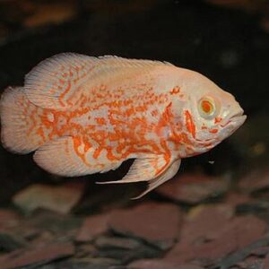 Oscar Tigre Albino 10cm