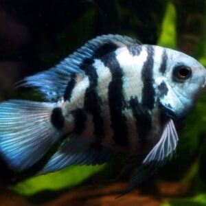 Papagaio Blue Safire 3-4cm