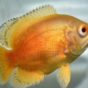 Oscar Red Ruby Albino 10cm