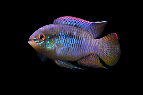 Curviceps 3-5cm 2 Curviceps 3-5cm