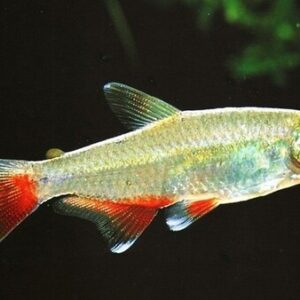 Tetra Enfermerinha 2-4cm