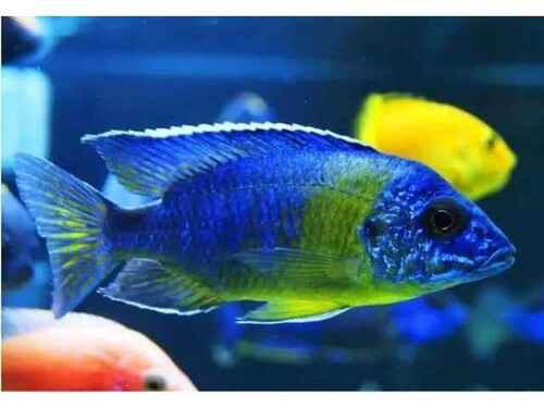 Aulonocara Maulana Bicolor 6-8cm