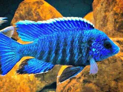 Aulonocara Blue 6-8cm