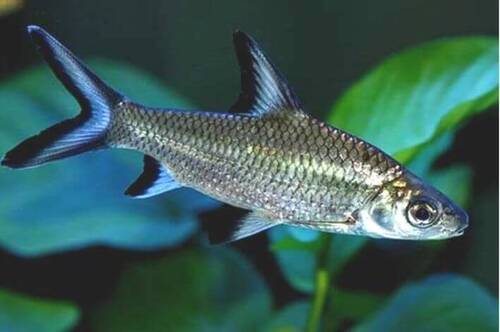 Balashark 4-5cm 1 Balashark 4-5cm