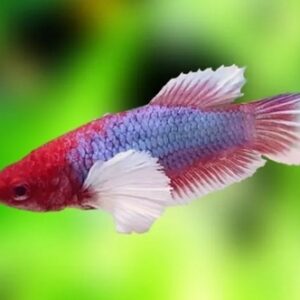 Betta Dumbo Fêmea 2-4cm