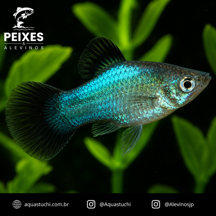 Plati Azul 2-4cm