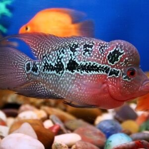 Flower Horn Red Dragon 4-8cm