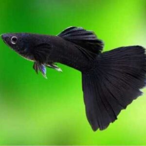 Lebiste Full Black Casal 2-4cm