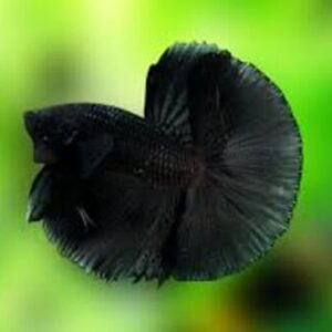 Betta Macho Black 3-5cm