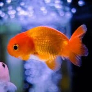 Kinguio Ranchu Red 6-9cm