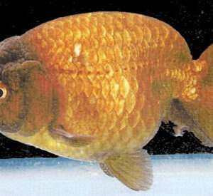 Kinguio Ranchu Chocolate 6-9cm