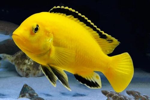 labidochromis Yellow 3-6cm