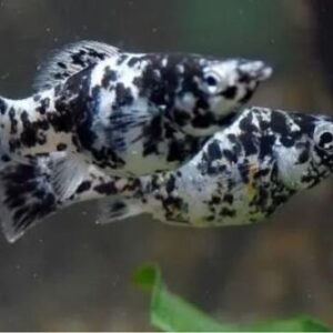 Molinesia Dalmata 2-4cm