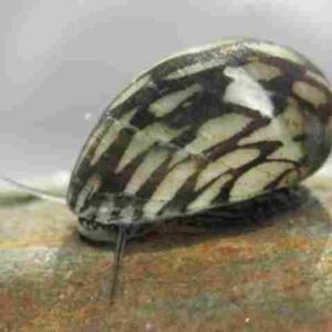 Neritina Virginea 1-2cm