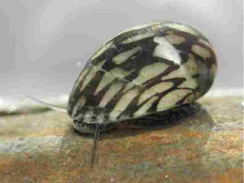 Neritina Virginea 1-2cm