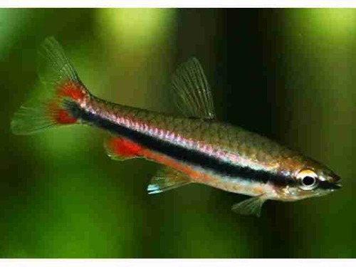 Tetra Lápis 1-3cm