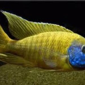 Aulonocara Marleri Yellow 6-8cm