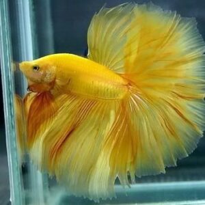 Betta Macho Splendens Yellow 3-5cm