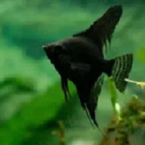 Acara Bandeira Negra 4-5cm