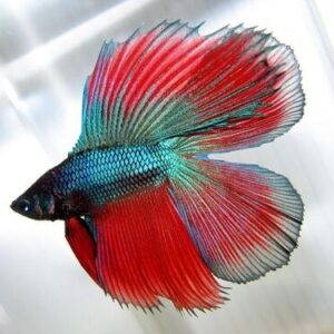Betta Macho Cauda Dupla 3-5cm