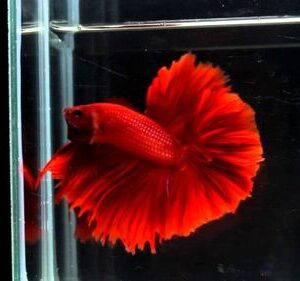 Betta Macho Halfmoon 3-5cm