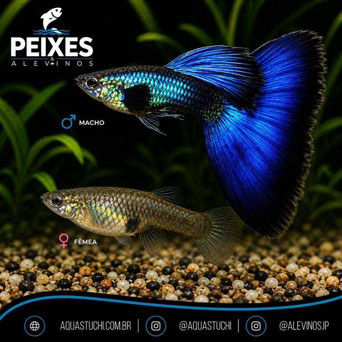 Lebiste Moscow Blue Casal 2-4cm
