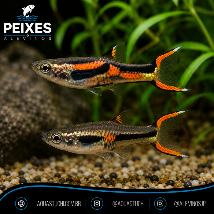 Lebiste Endler Black Bar Casal 2-4cm 1 Lebiste Endler Black Bar Casal 2-4cm