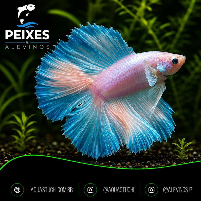 Betta Macho Cauda Dupla 3-6cm