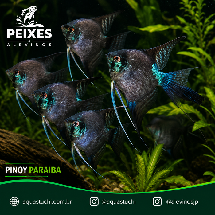 Acara Bandeira Pinoy Paraiba 3-4cm