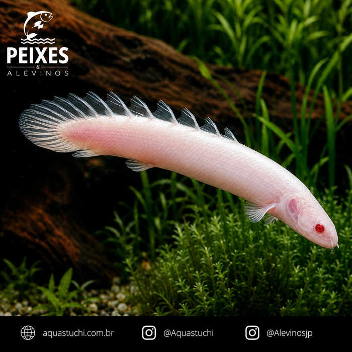 Polypterus Senegalus Albino 3-6cm