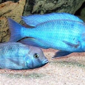 Golfinho Azul 3-6cm
