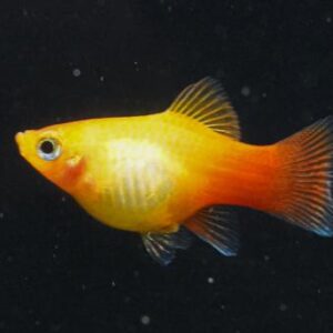 Plati Gold 2-4cm