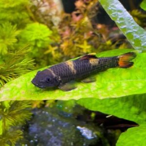 Garra Flavatra 2-4cm