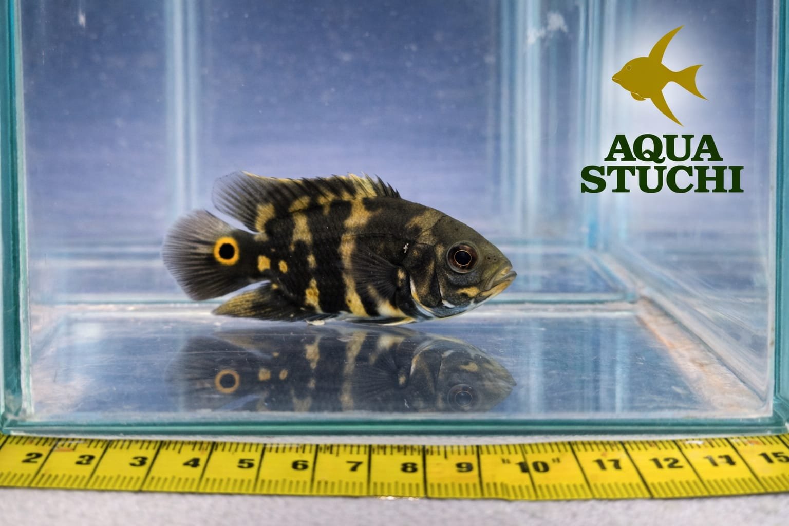 Oscar Bumblebee 6-9cm 1 Oscar Bumblebee 6-9cm