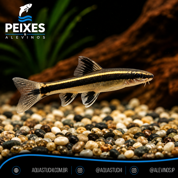 Flying fox True 3-6cm