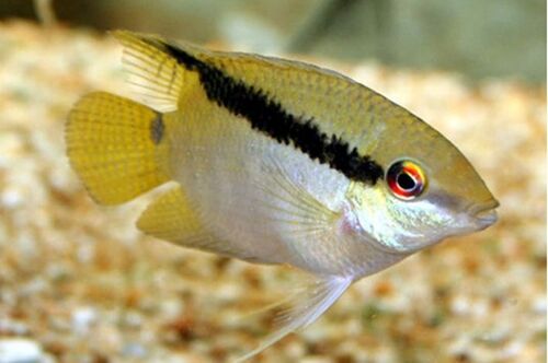 Acara Festivo 4-8cm