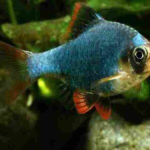 Barbo Sumatra Green 2-4cm