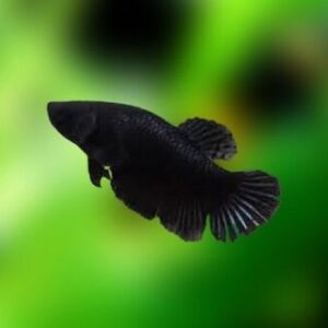 Betta Full Black Fêmea 2-4cm