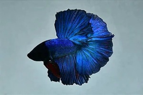 Betta Macho Halfmoon 3-5cm 2 Betta Macho Halfmoon 3-5cm