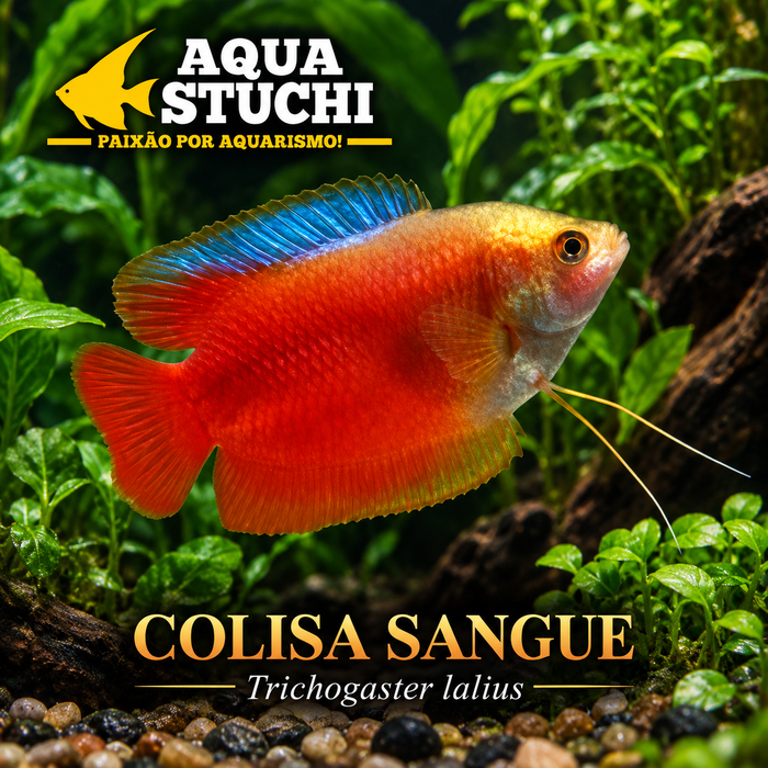 Colisa Sangue 2-4cm