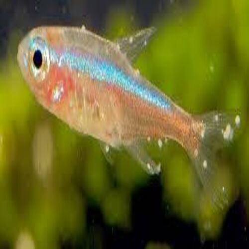 Ictio Doença do Ponto Branco