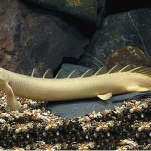 Polypterus Senegalus 4-8cm