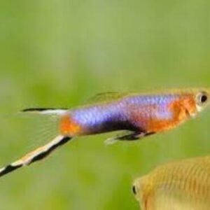 Lebiste Endler Blue Star Casal 2-4cm
